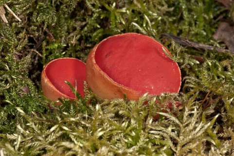 Scarlet Elf Cup (Sarcoscypha coccinea)