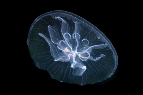 Moon jelly (Aurelia aurita)