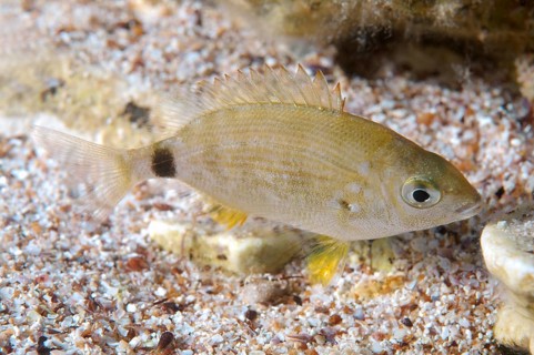 Annular Sea Bream (Diplodus annularis)
