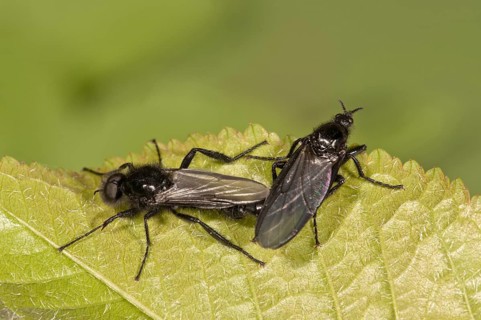 March Flies (Bibio marci)