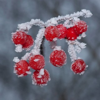 Guelder Rose (Viburnum opulus)