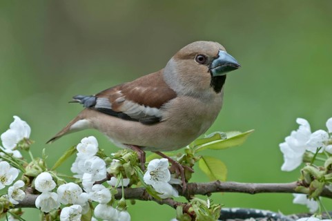 Hawfinch (Coccothraustes coccothraustes)