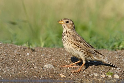 Corn Bunting (Emberiza calandra)