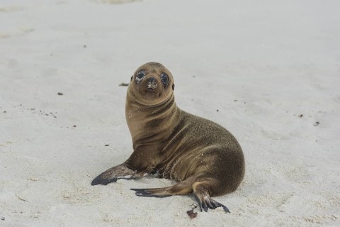 Young Galapagos Sea Lion (Zalophus wollebaeki)