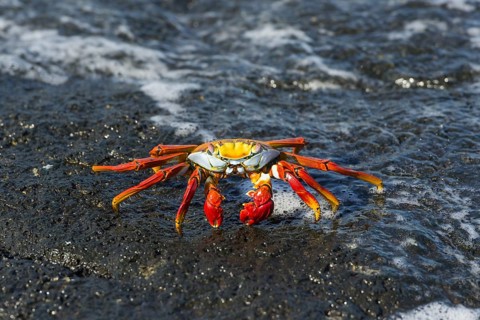 Red Rock Crab (Grapsus grapsus) on a rock in the surf