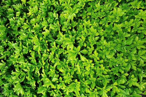 Japanese Pachysandra or Japanese Spurge (Pachysandra terminalis) with raindrops