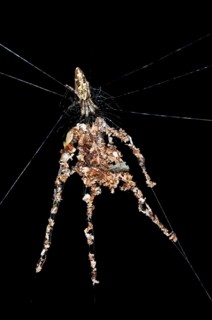 Orb-web Spider species (probably Cyclosa spec.)