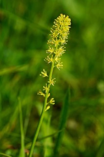 Alpine Asphodel (Tofieldia calyculata)