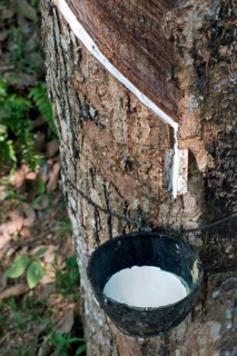 Incised Rubber Tree (Hevea brasiliensis) with collecting vessel