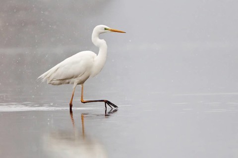 Great Egret (Ardea alba) wading through water during snowfall