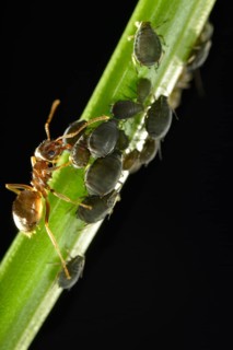 Aphids (Aphidoidea) being milked by an Ant (Formidicae)