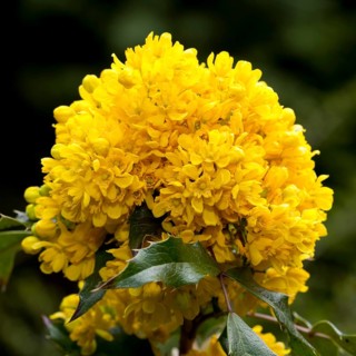 Oregon Grape (Mahonia aquifolium Nutt. 'Donewell')