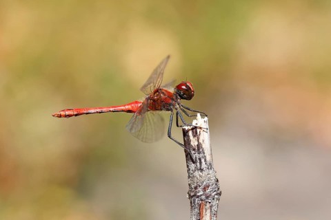 Ruddy Darter (Sympetrum sanguineum)