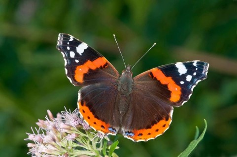 Red Admiral (Vanessa atalanta) in search of nectar on Common Boneset