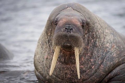 Walrus (Odobenus rosmarus)
