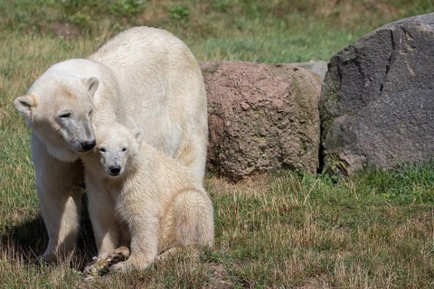 Polar Bears (Ursus maritimus)