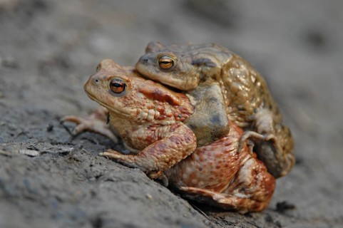Common Toad or European Toad (Bufo bufo)