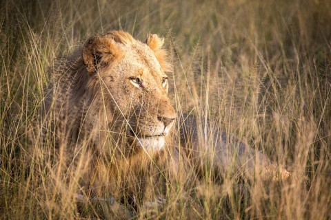 African Lion (Panthera leo)