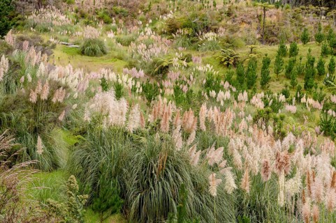 Natural landscape with Cortaderia (Cortaderia) in the Far North District