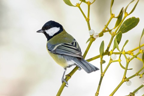 Great tit (Parus major) sits on mistletoe with berries