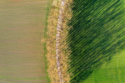 Tree row with long shadows