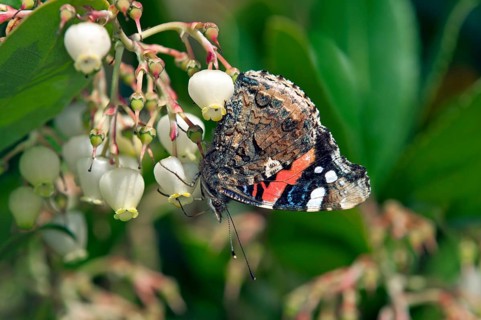 Red Admiral (Vanessa atalanta)
