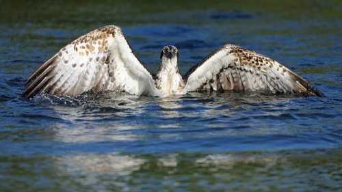 Osprey (Pandion haliaetus) taking flight after an unsuccessful hunt
