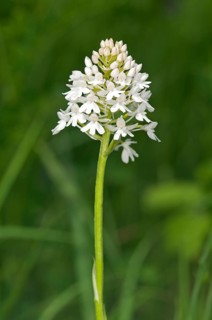Rare white-flowering colour variation of Pyramidal Orchid (pyramidalis)