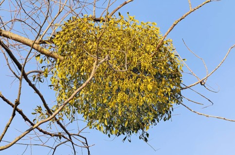 Parasitic plant