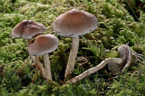 Snakeskin Brownie (Hypholoma marginatum)