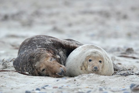 Grey seals (Halichoerus grypus) on the beach