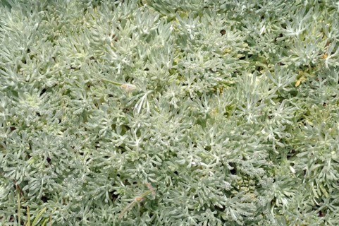 Wormwood (Artemisia sp.)