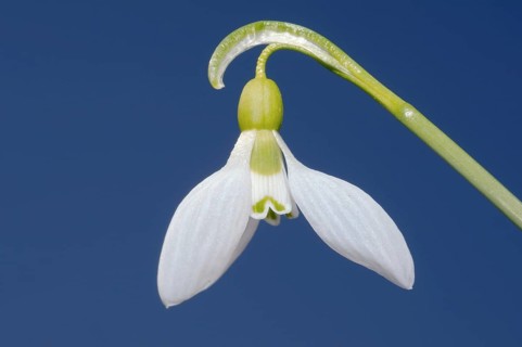 Giant Snowdrop (Galanthus elwesii)