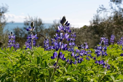 Blue Lupine or Narrow-leafed Lupine (Lupinus angustifolius)