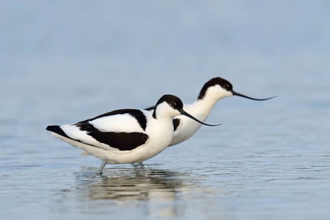 Two Pied Avocets (Recurvirostra avosetta)