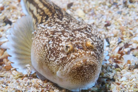 Atlantic stargazer (Uranoscopus scaber)