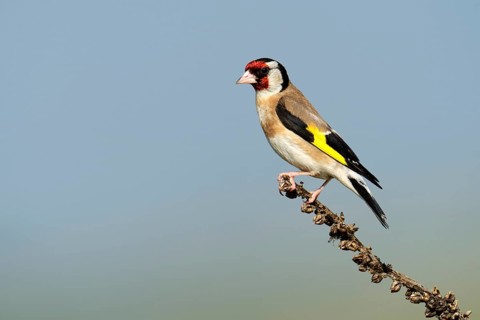 Goldfinch (Carduelis carduelis) perched on a branch