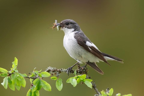 European Pied Flycatcher (Ficedula hypoleuca)