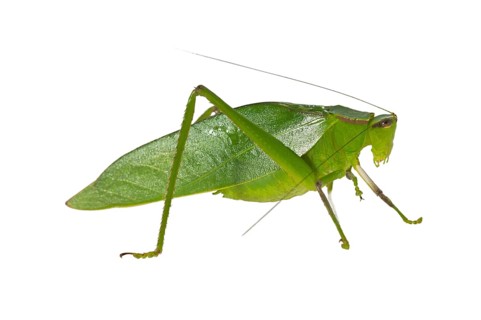 Oblong-Winged Katydid (Amblycorypha oblongifolia)
