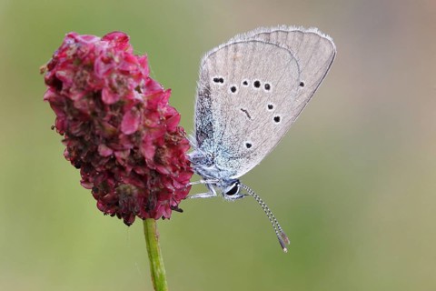 Mazarine Blue (Polyommatus semiargus) butterfly showing the underside of its wing on a Great Burnet (Sanguisorba officinalis)