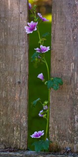 Mallow 'Zebrina' (Malva sylvestris 'Zebrina') growing next to picket fence