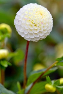 Pompon Dahlia (Dahlia)