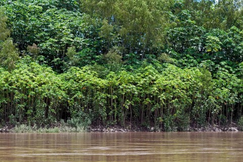 Successional forest on the banks of the Tambopata River