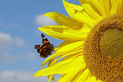 Red Admiral (Vanessa atalanta) butterfly resting on a sunflower (Helianthus annuus)