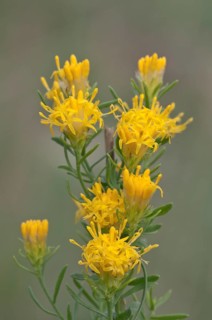 Goldilocks Aster (Aster lynosyris)