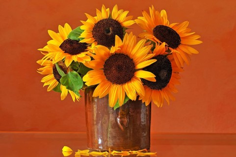 Sunflowers (Helianthus annuus) in a clay pot