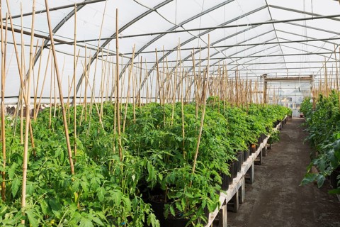 Tomato (Lycopersicon esculentum)