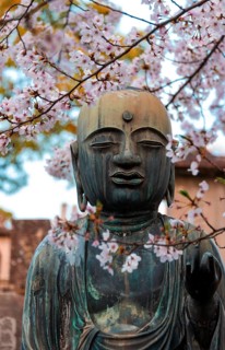 Buddha statue under cherry blossoms