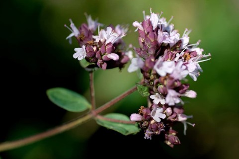 Flowering Oregano (Origanum vulgare)