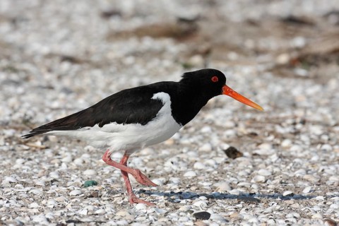 Eurasian Oystercatcher (Haematopus ostralegus)